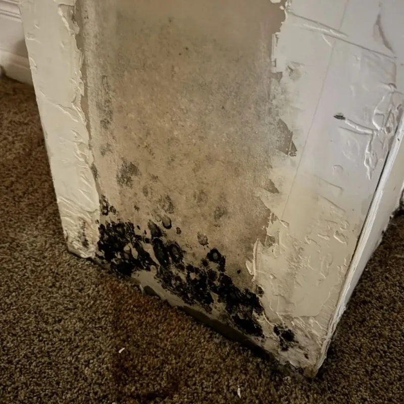 Professional Mold Removal in Shelbyville, IN